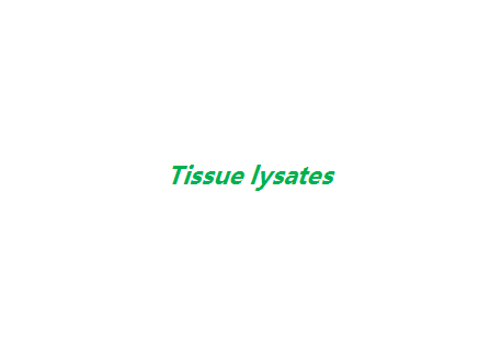 Tissue lysates